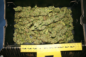 Slika PU_VS/Droga/marihuana u kutiji.JPG